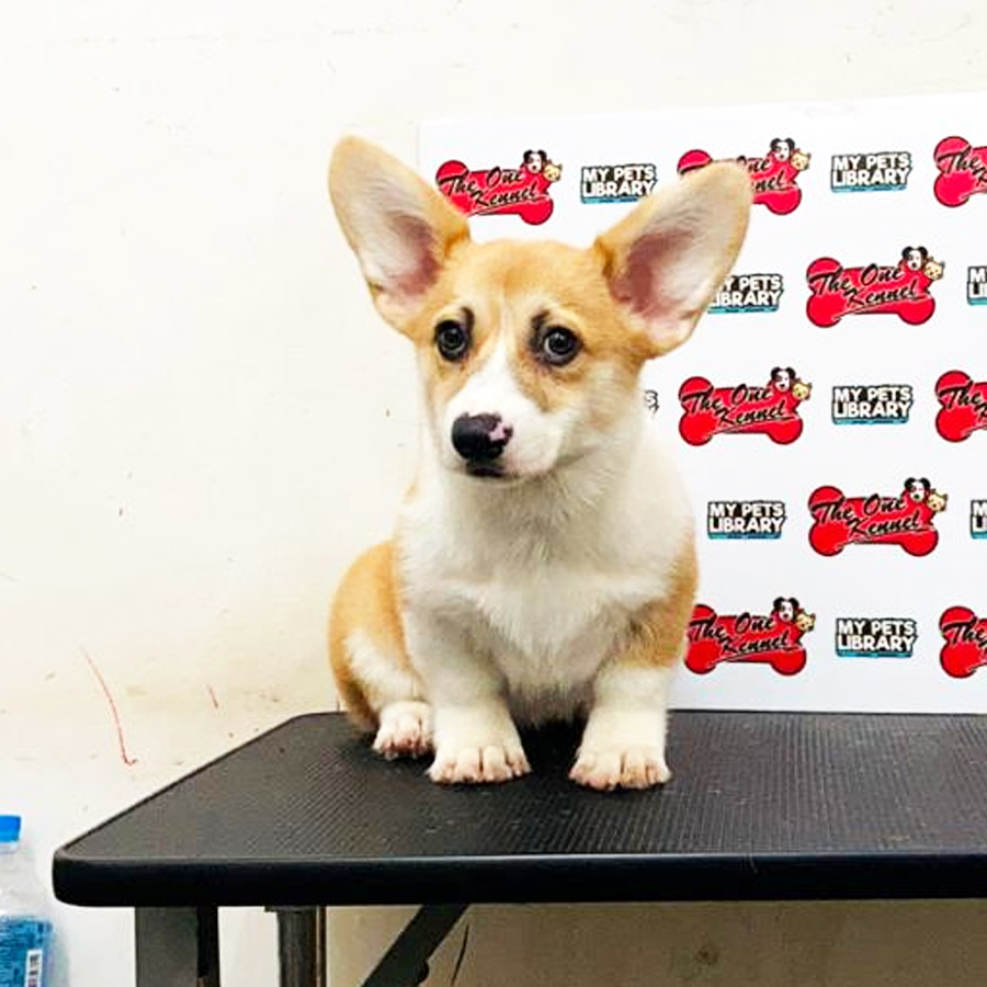 MKA Corgi Puppy (Male) For Sale