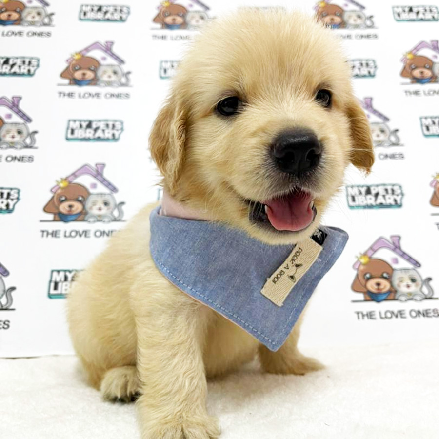 Big Bone Golden Retriever Puppy (Male) For Sale
