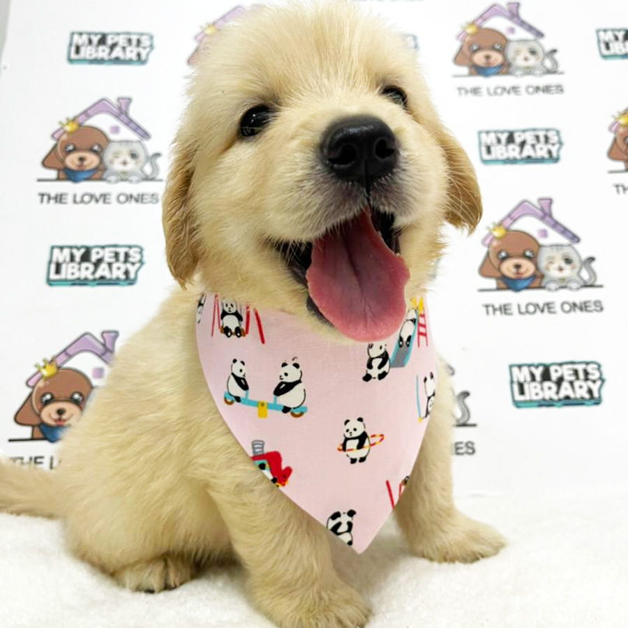 Big Bone Golden Retriever Puppy (Female) For Sale