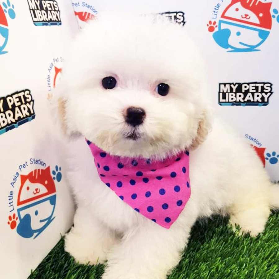 Toy Poodle Puppy (Female) For Sale