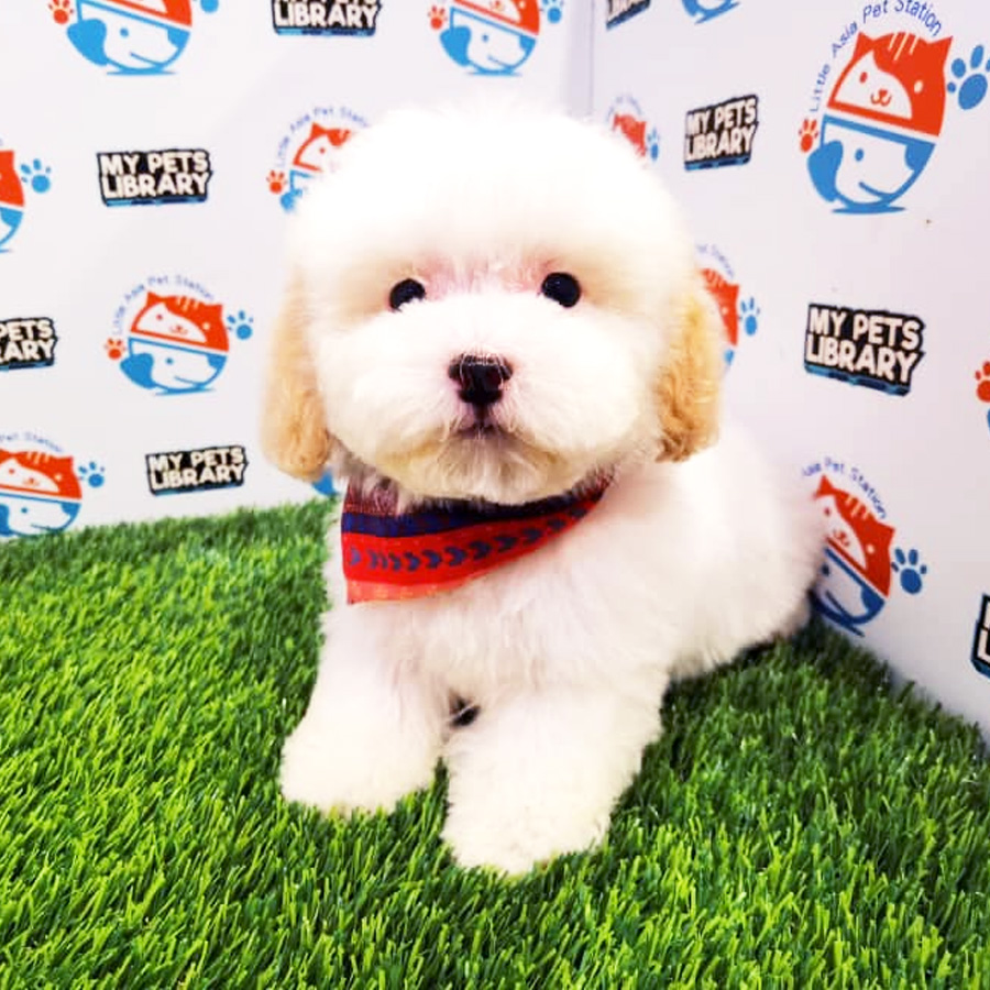 Toy Poodle Puppy (Female) For Sale