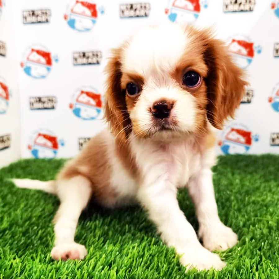 King Charles Spaniel Puppy (Female) For Sale