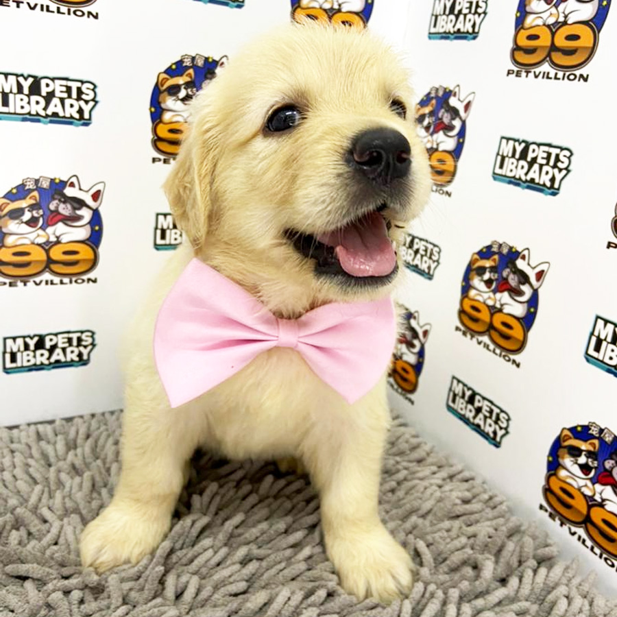 Golden Retriever Puppy (Female) For Sale