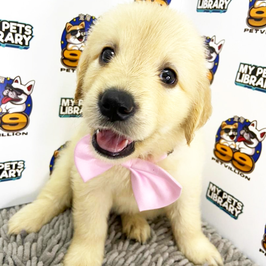 Golden Retriever Puppy (Female) For Sale
