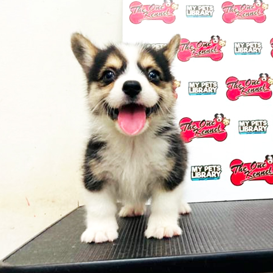 MKA Corgi Puppy (Female) For Sale