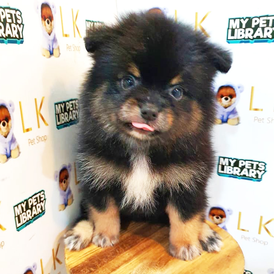 Pomeranian Puppy (Female) For Sale
