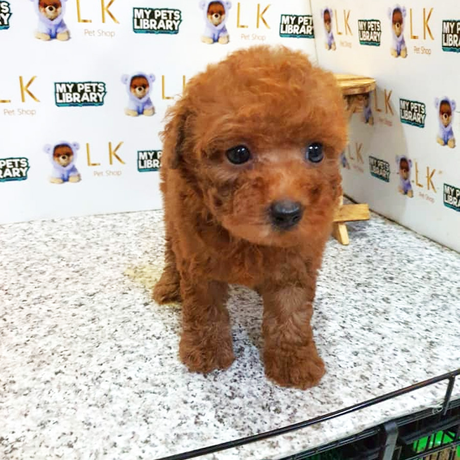 Toy Poodle Puppy (Female) For Sale