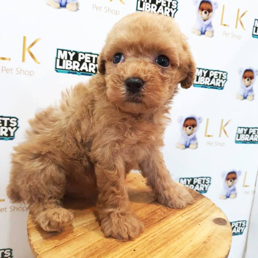 Toy Poodle Puppy (Male) For Sale