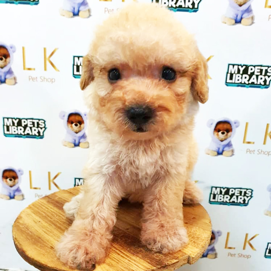 Toy Poodle Puppy (Male) For Sale