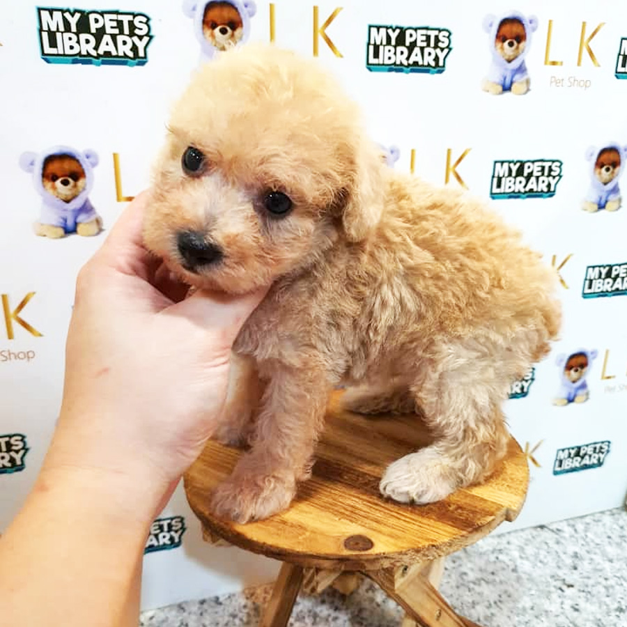 Toy Poodle Puppy (Male) For Sale