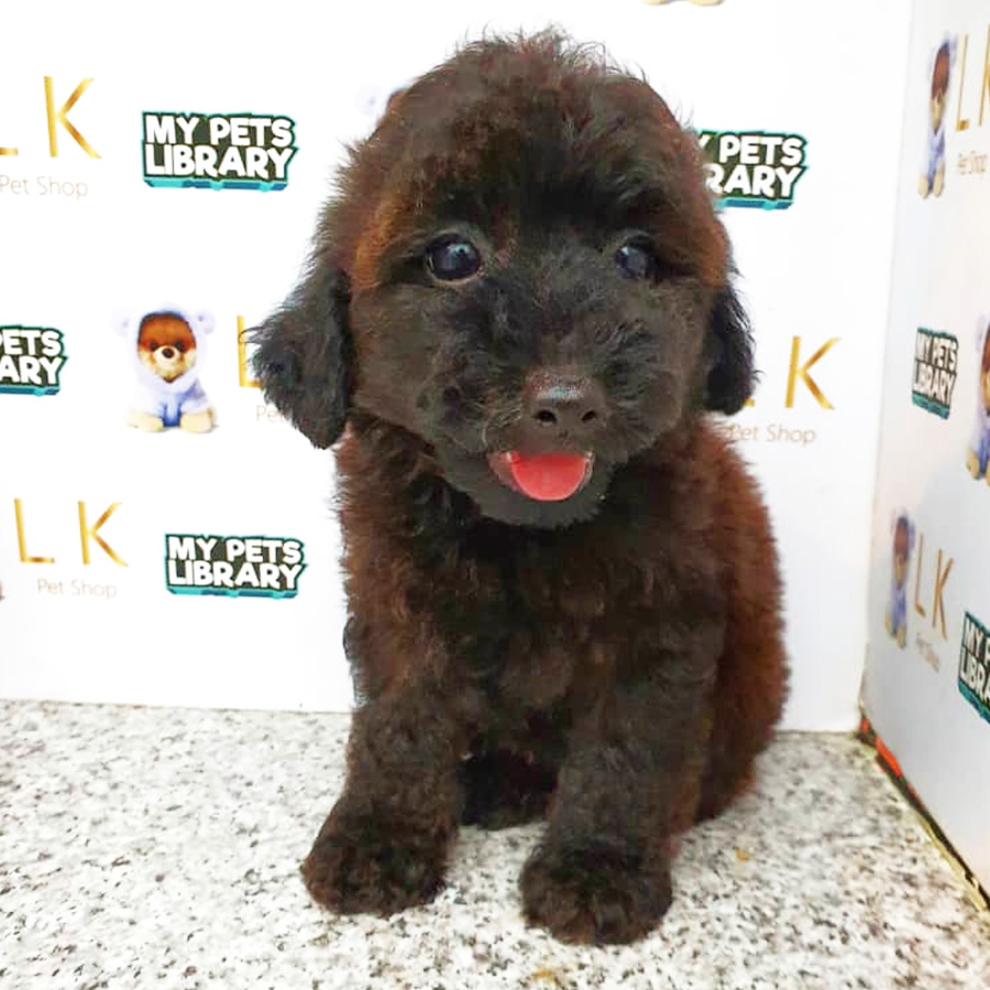 Toy Poodle Puppy (Female) For Sale