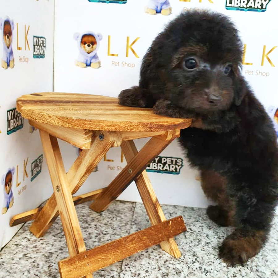 Toy Poodle Puppy (Female) For Sale