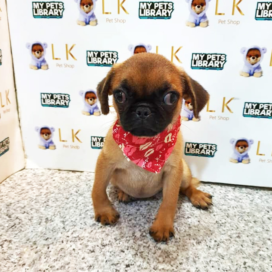 Pug Puppy (Female) For Sale