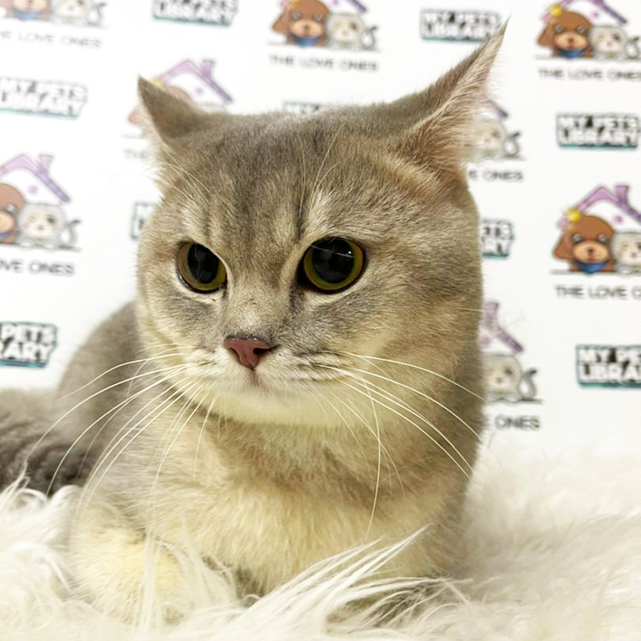 British Shorthair Kitten (Male) For Sale