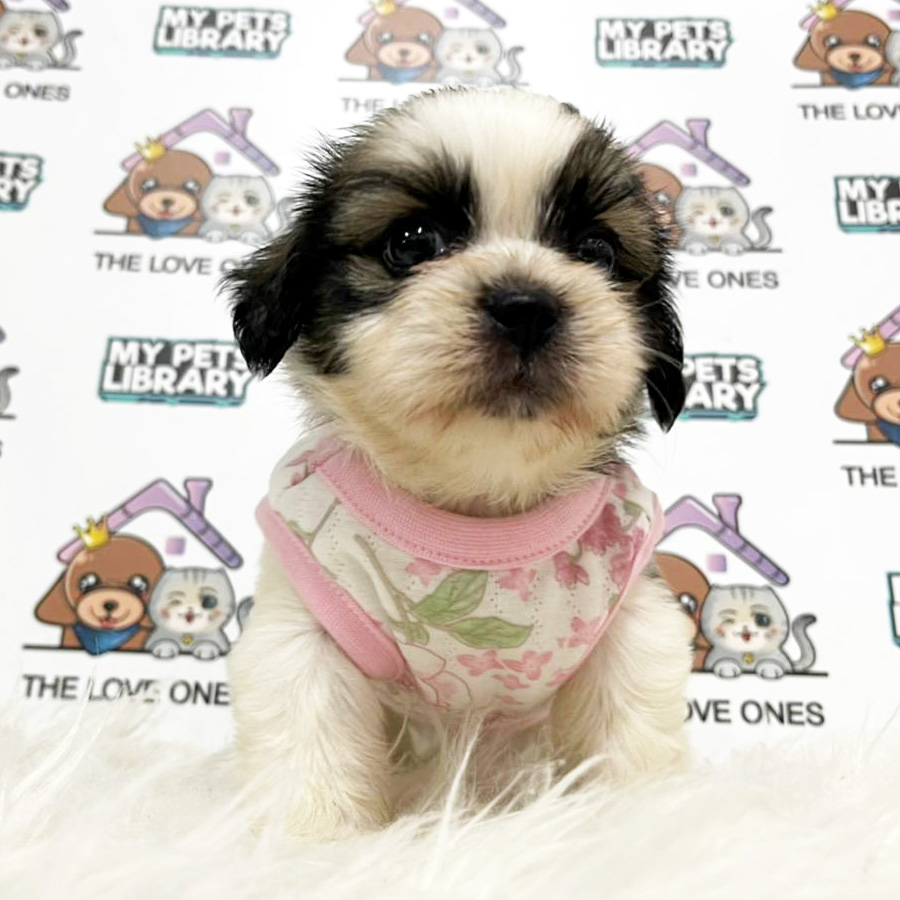 Shih Tzu Puppy (Female) For Sale