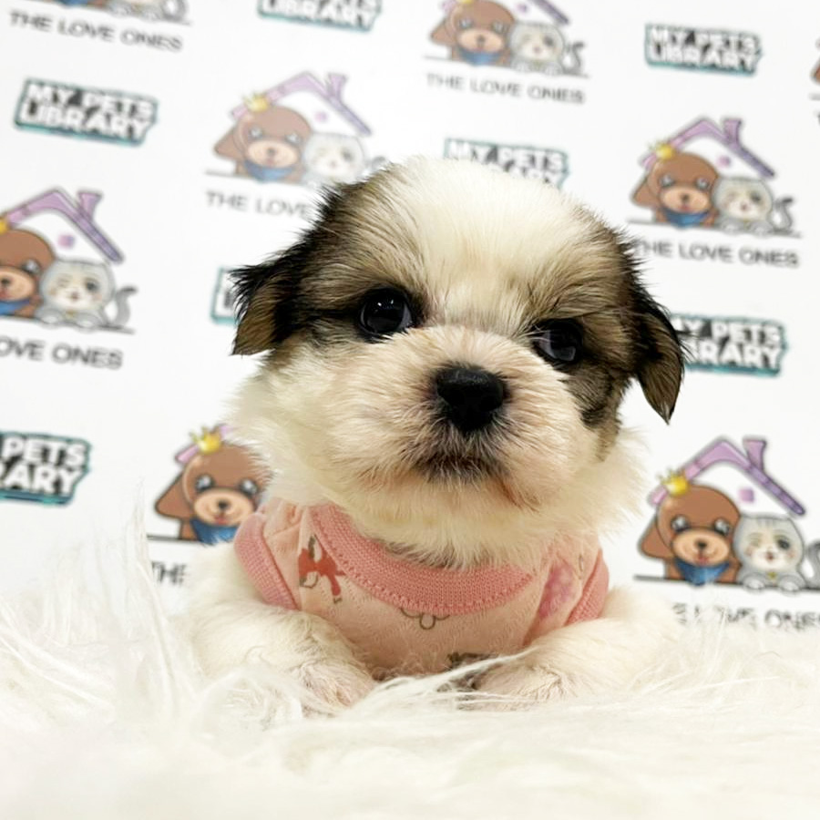 Shih Tzu Puppy (Female) For Sale