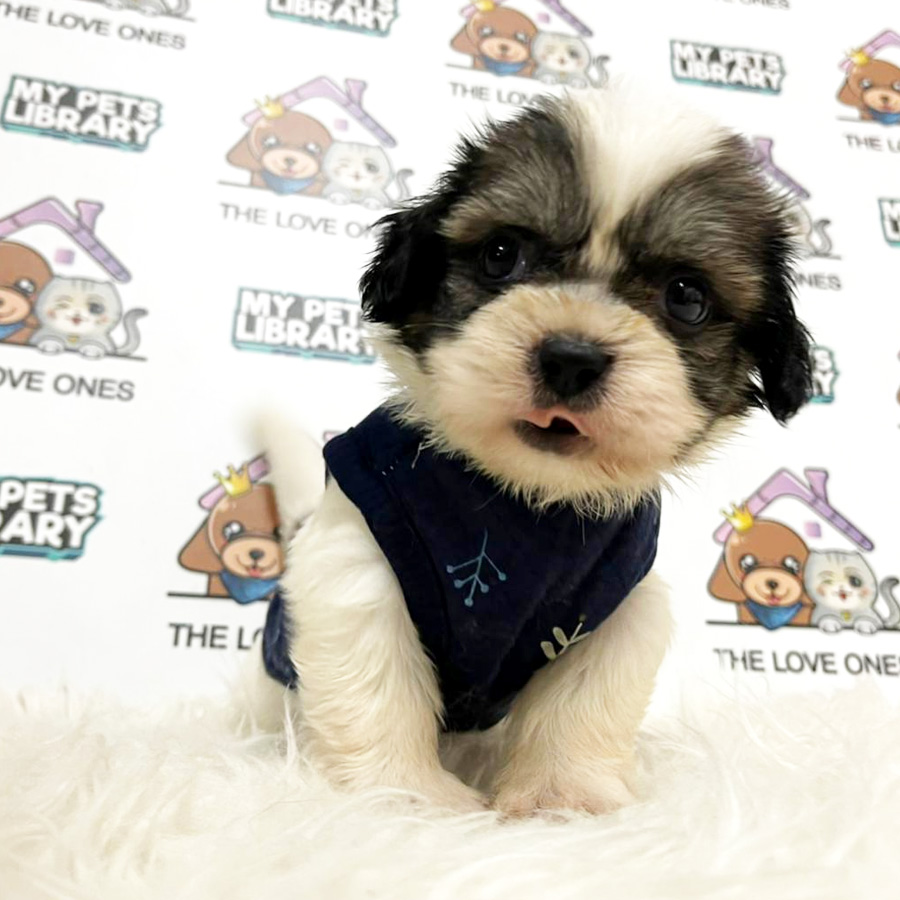 Shih Tzu Puppy (Male) For Sale