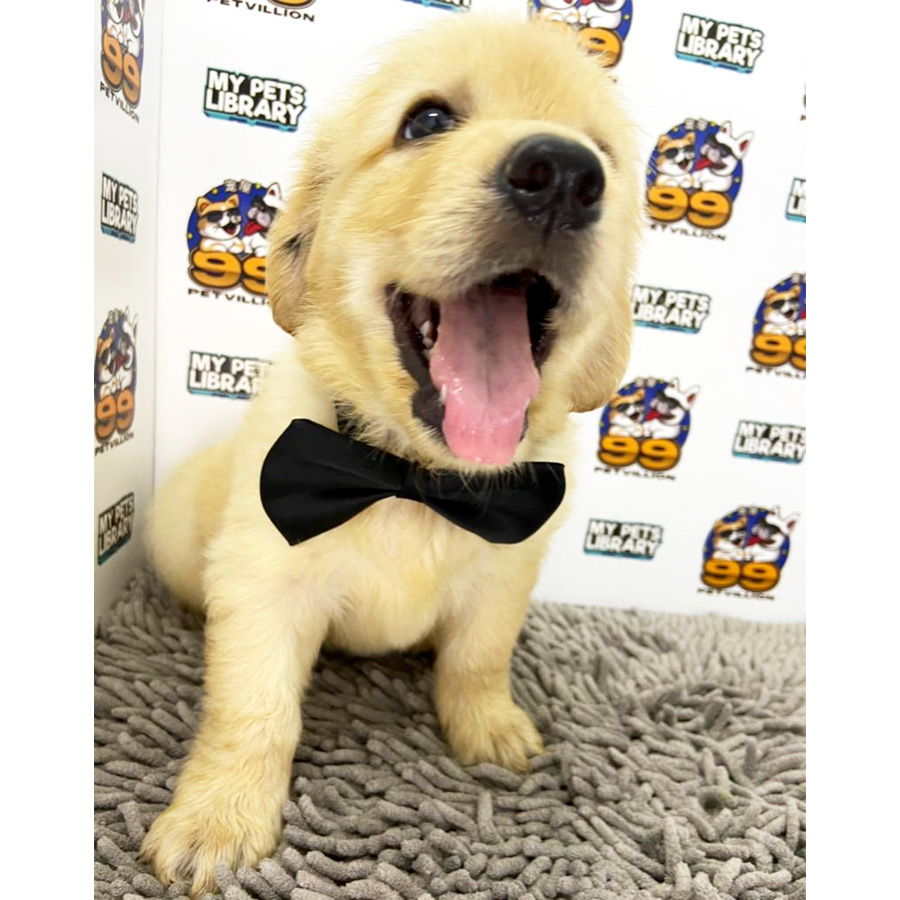 Golden Retriever Puppy (Male) For Sale