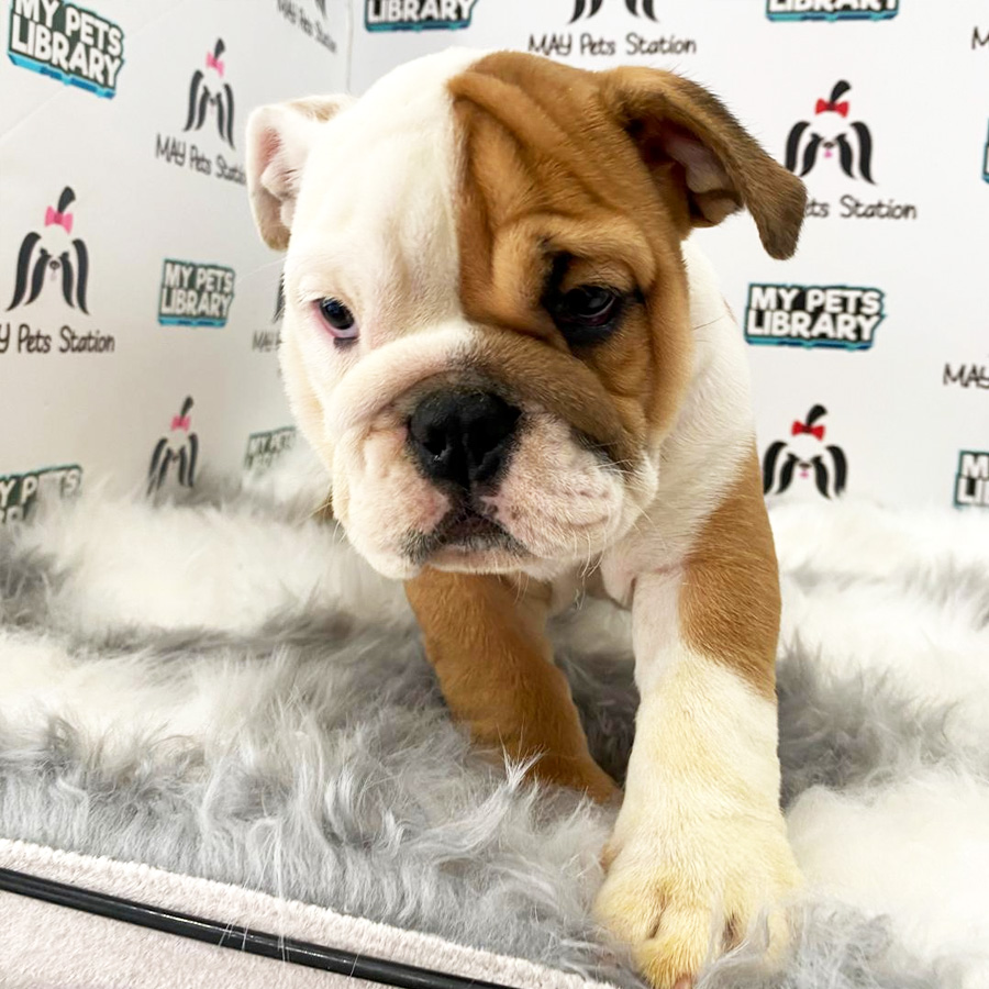 English Bulldog Puppy (Female) For Sale