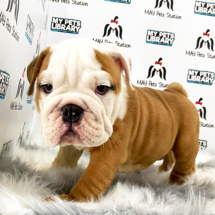 English Bulldog Puppy (Male) For Sale