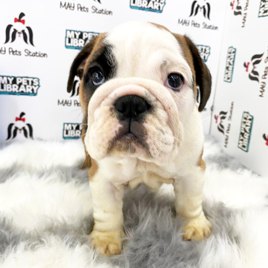 English Bulldog Puppy (Female) For Sale