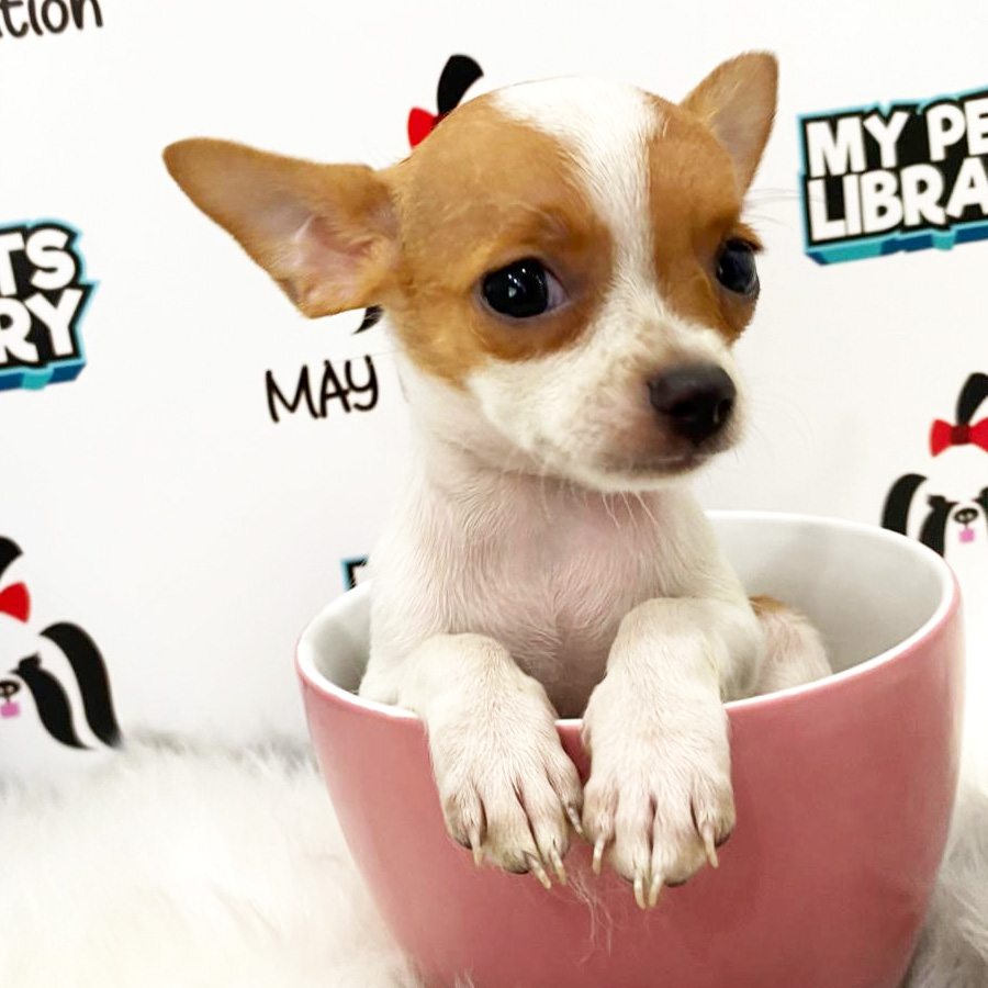 Chihuahua Puppy (Male) For Sale