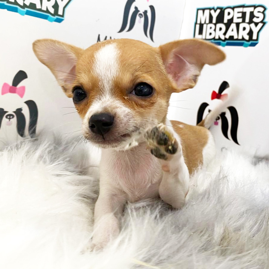 Chihuahua Puppy (Male) For Sale