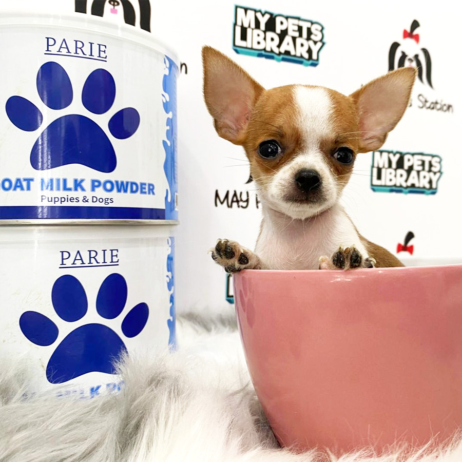 Chihuahua Puppy (Male) For Sale