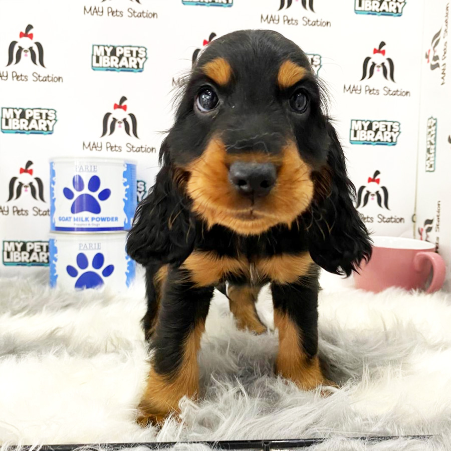 Cocker Spaniel  Puppy (Male) For Sale