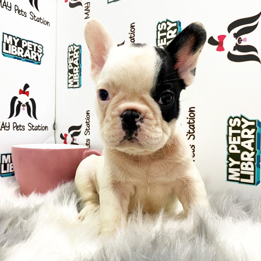 French Bulldog Puppy (Male) For Sale