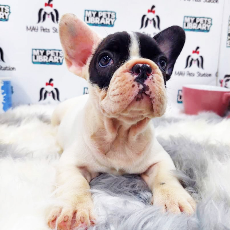 French Bulldog Puppy (Female) For Sale