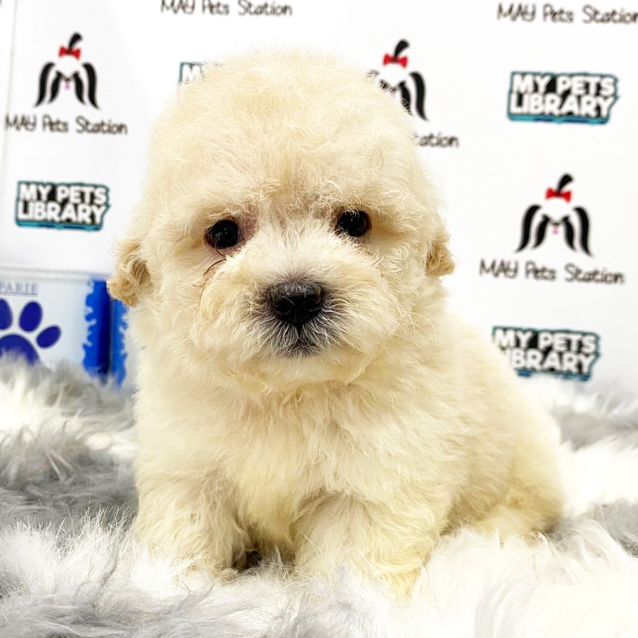 Toy Poodle Puppy (Female) For Sale