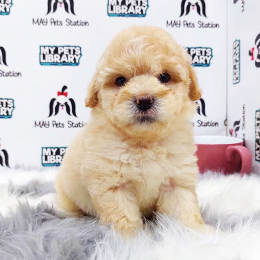 Toy Poodle Puppy (Female) For Sale