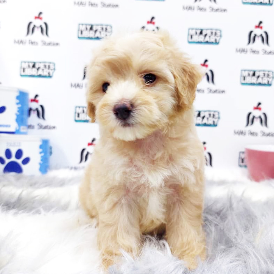 Maltipoo Puppy (Male) For Sale