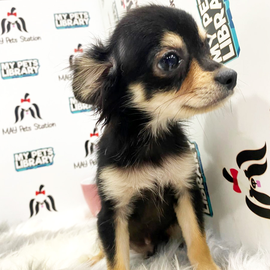 Chihuahua Puppy (Male) For Sale