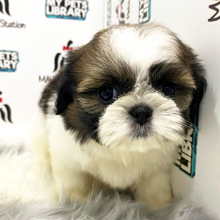 Shih Tzu Puppy (Female) For Sale