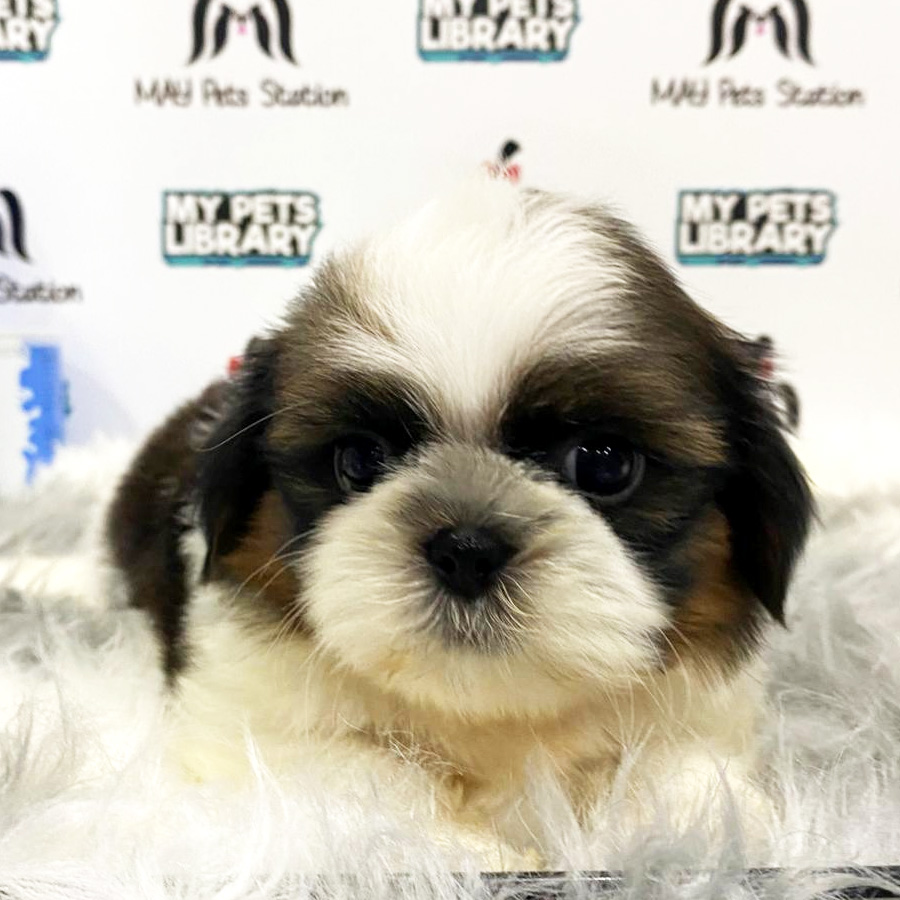 Shih Tzu Puppy (Male) For Sale