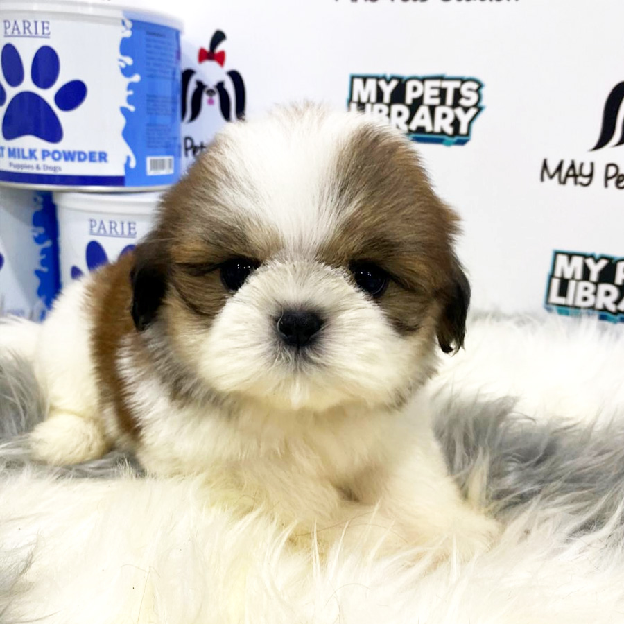 Shih Tzu Puppy (Male) For Sale