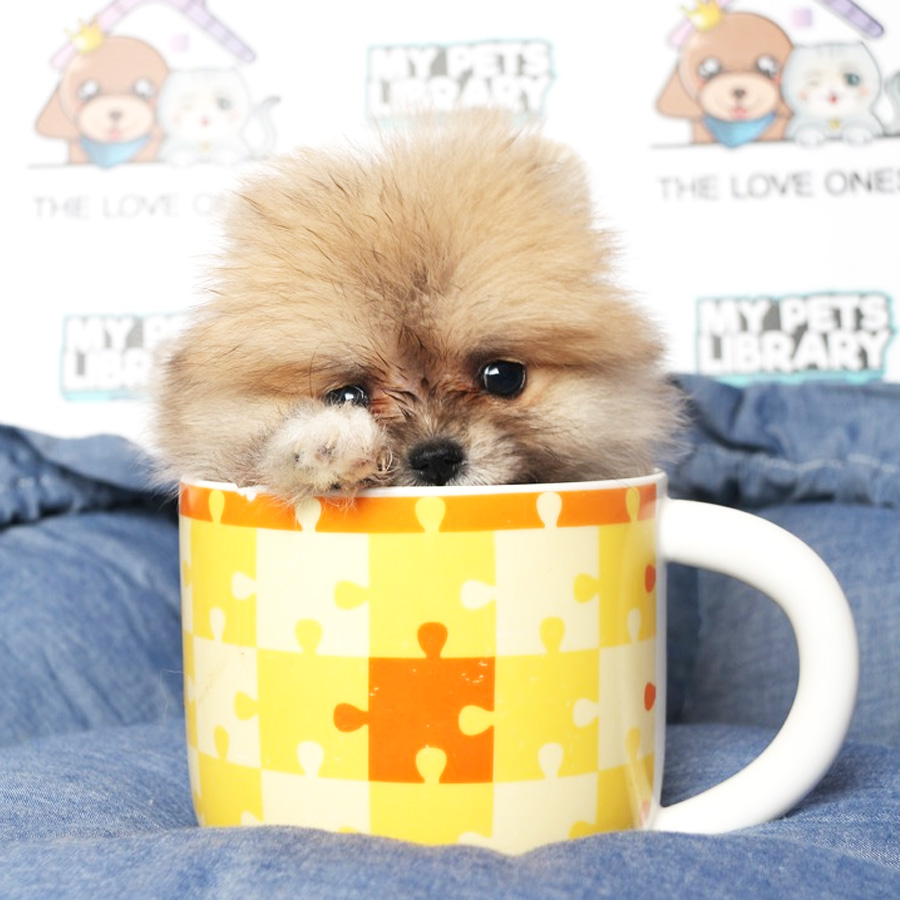 MKA Tiny Teacup PomeranianPuppy (Female) For Sale