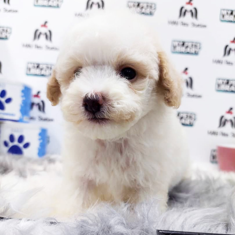 Toy Poodle Puppy (Male) For Sale
