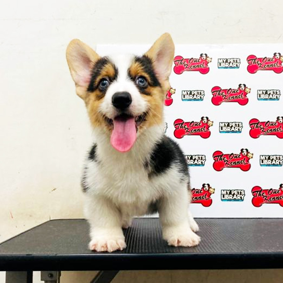 MKA Corgi Puppy (Male) For Sale