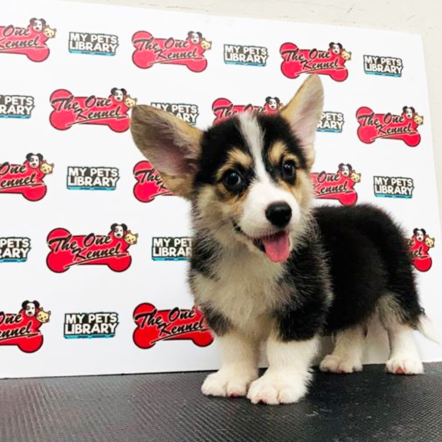 MKA Corgi Puppy (Male) For Sale