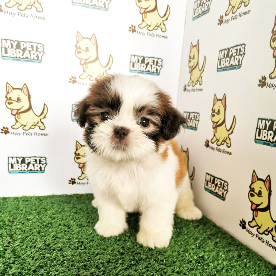 Shih Tzu Puppy (Female) For Sale