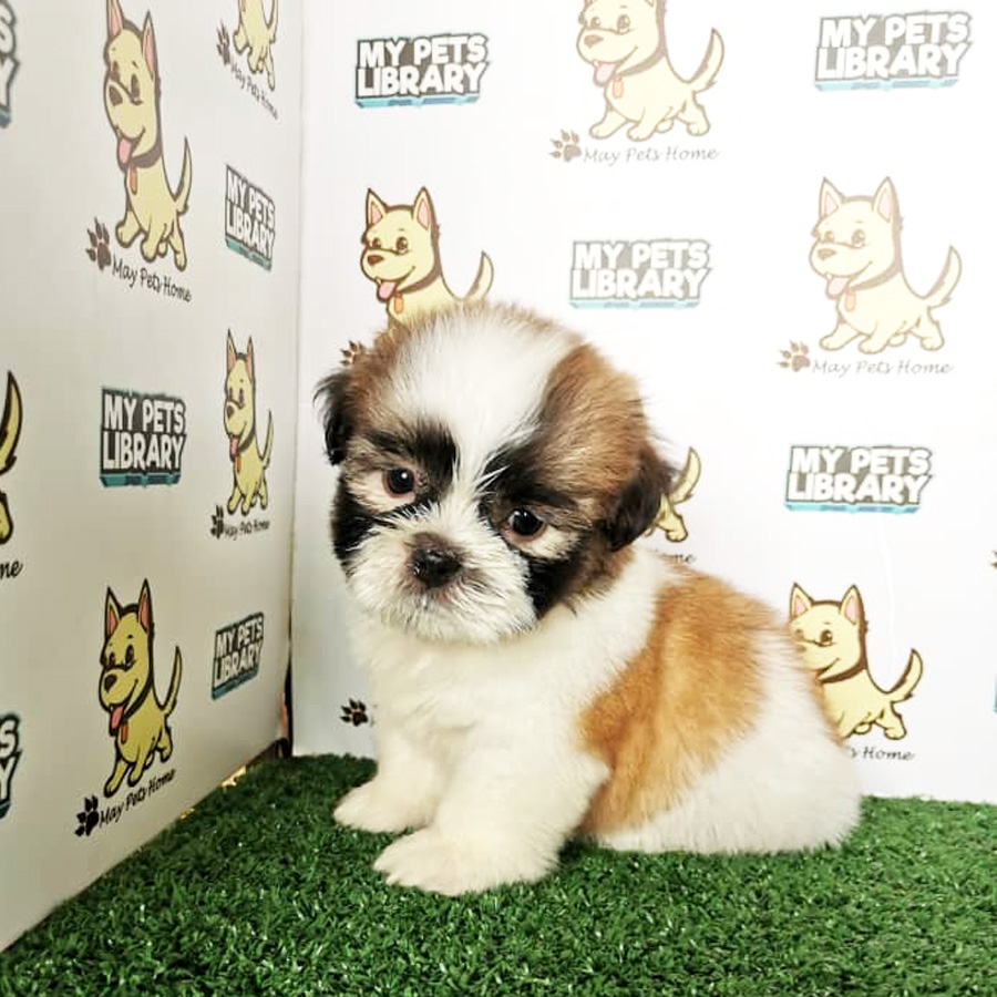 Shih Tzu Puppy (Male) For Sale