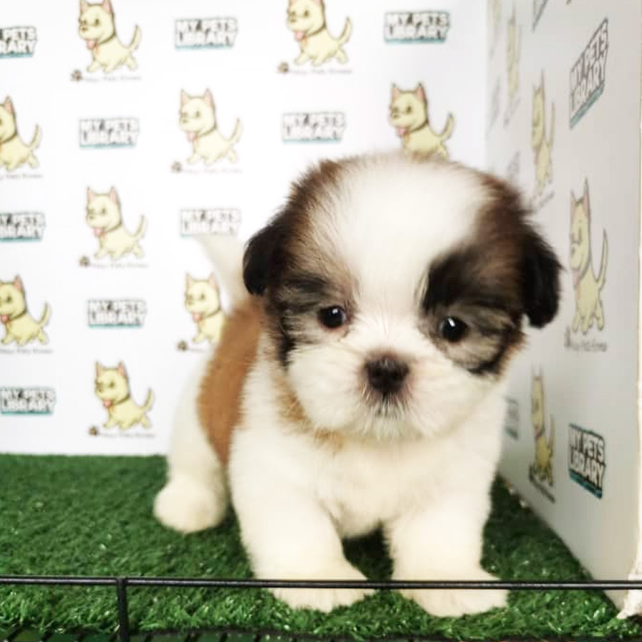 Shih Tzu Puppy (Male) For Sale