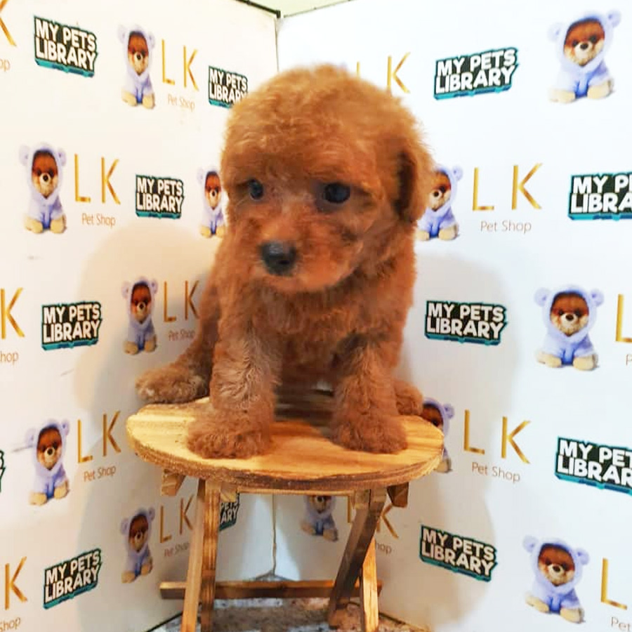 Toy Poodle Puppy (Female) For Sale