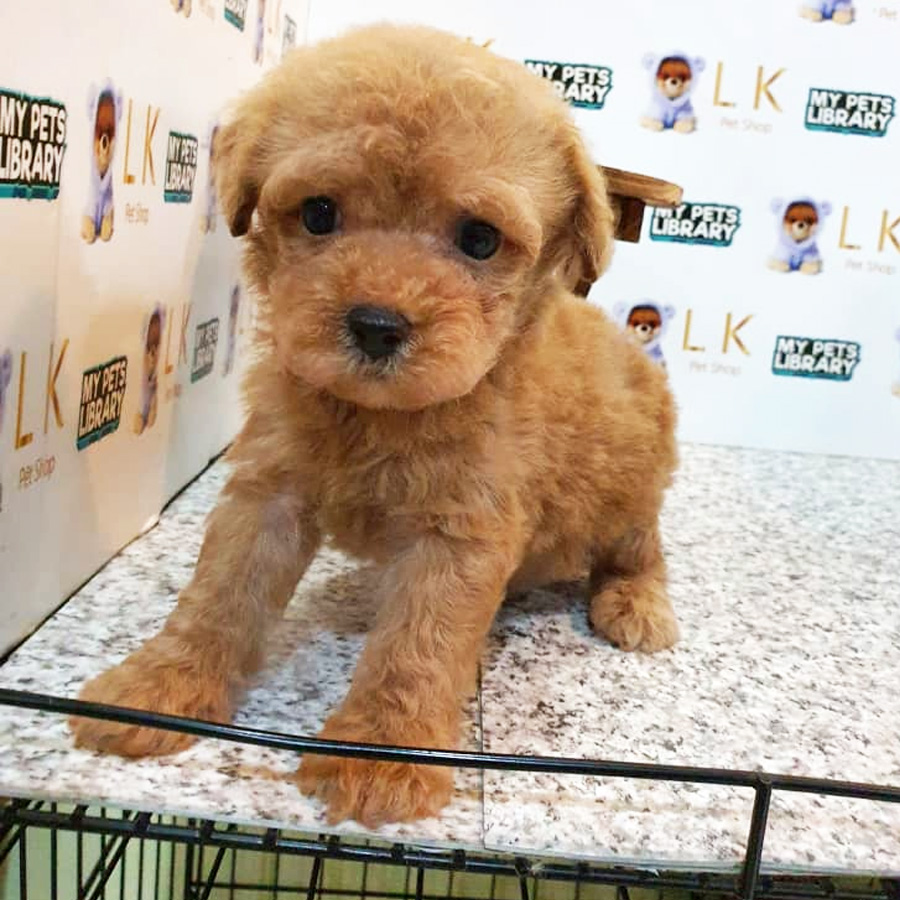 Toy Poodle Puppy (Male) For Sale