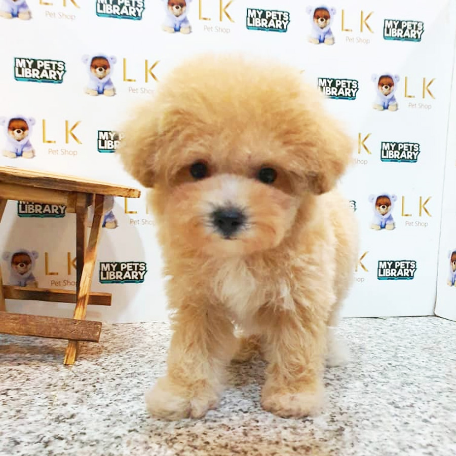 Tiny Poodle Puppy (Female) For Sale