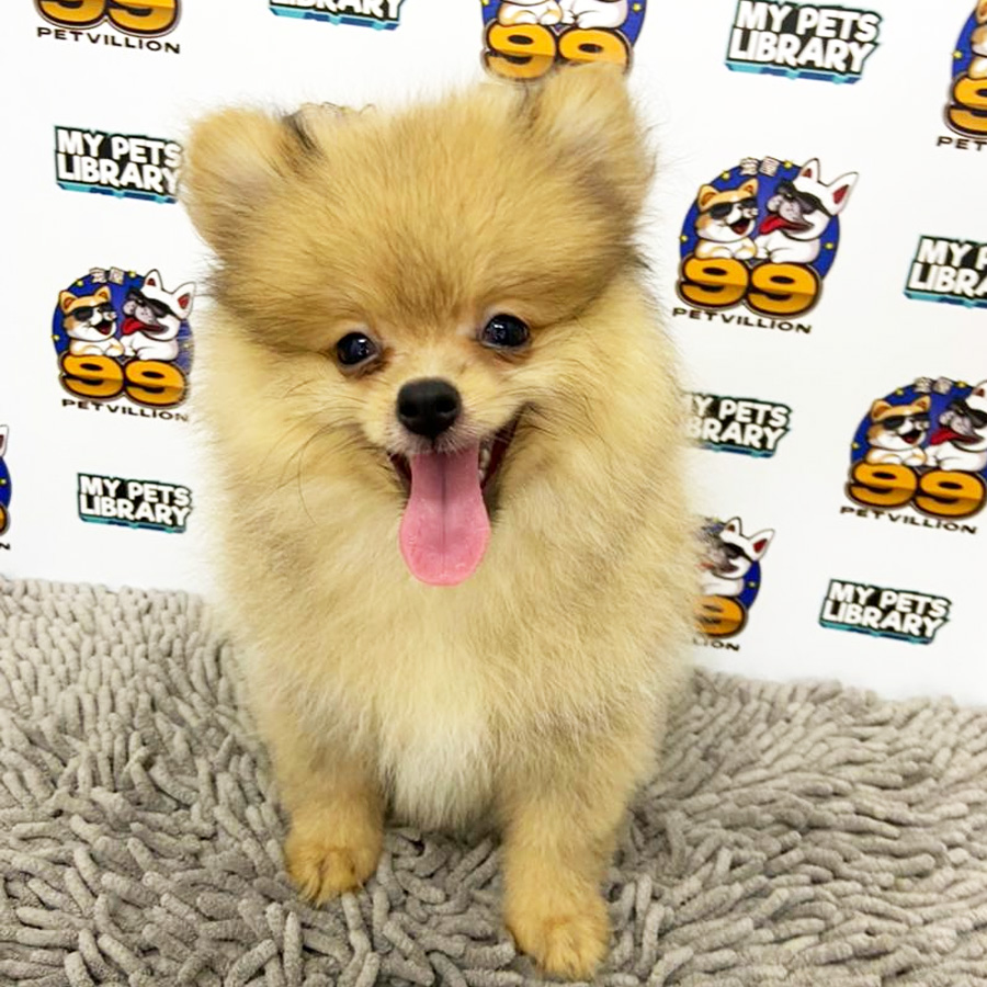 Pomeranian Puppy (Male) For Sale