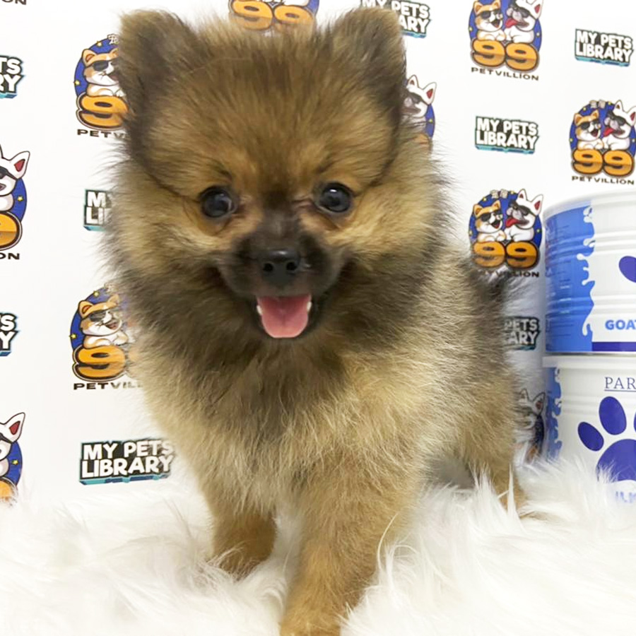 Pomeranian Puppy (Female) For Sale